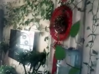玄関開けたらそこはジャングル。半年以上ぶりに家に戻ったら部屋が植物に侵食されていた件（中国）