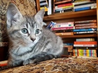 猫好き本好きの聖地！子猫たちが自由に歩き回るブックカフェは、相性の良い猫を引き取ることもできる（カナダ）