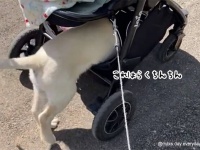 ゴールデンレトリバーの子犬、画期的な散歩方法をあみだしてしまう