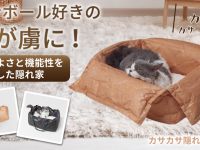 株式会社RICOのプレスリリース画像
