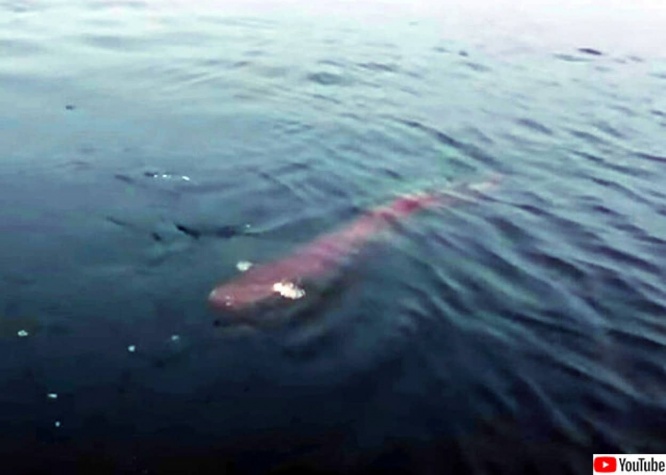 体長2メートルを超える謎の怪魚が台湾で目撃される