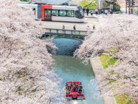 いろんなタイミングがバッチリ！　「富山の本気」追い続ける写真家も興奮した春の絶景「凄い瞬間が撮れてしまった」