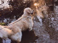 縦読みすると...最愛の犬を亡くし、失意のどん底にいた先生に贈られた生徒からの心温まる手紙（スコットランド）