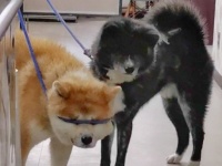 それ、見えてる...？　紐が引っかかっちゃった秋田犬が絶妙すぎて「こんなん笑うて」 「五条悟みたい」