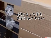 違う違う、今じゃ、今じゃにゃ～い。飼い主の誘いを断る猫