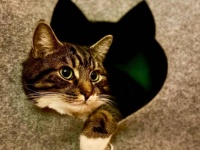 保護猫に夢中になった近所の男の子。猫に手紙をかいたりプレゼント交換で大親友となる