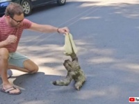 「はいはい、こっちでいいのかな？」交通渋滞を引き起こしていたナマケモノ、通行人に森へと連れて行ってもらう