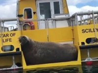 北極圏からの流れ者、セイウチのウォーリーが次々と船を破壊。ついに専用の「はしけ」が設置される