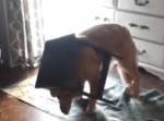 犬のいる寝室から突然大きな物音が！駆けつけた先に待ち受ける衝撃の光景