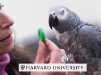 天才ヨウム、記憶テストで名門大学の学生を上回る成績を出す（米研究）