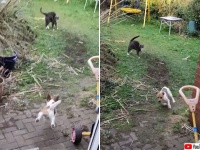隣の猫が庭に！勇気りんりんで追い払おうとした犬の末路