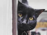 骨学博物館が重要スタッフを雇用するため猫まねき委員会を設立。適任の猫が見つかる