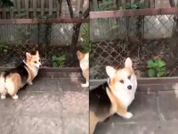 コーギーたちは怒れる隣人を持っていた。仁王立ちで裏庭から出てきたのは・・・