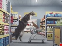 最後まで見入ってしまう猫を起用したドイツのCM