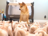 この子たちいったいどこから来たの？柴犬ハル、自分のぬいぐるみにまみれる
