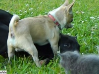 怖がってるからその辺でやめとけ。子猫を犬から守ろうとするチワワ