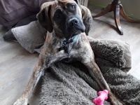 出産直後の仔馬の生命の危機を察した犬が飼い主に救いを求める