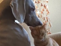 環境の変化にお疲れ気味のこの季節、やっぱり動物たちに癒されたい！3月のベストペットたち