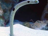 チンアナゴ（Wisnia6522さん撮影, Wikimedia Commons