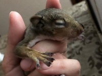 瀕死の状態の赤ちゃんリスを保護。無事に育て自然に帰したはずだったが、リスは家族たちを忘れていなかった