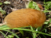 ぎゃ、逆に？「私は毛虫です。鳥のヒナとかじゃありません」。毒毛虫に成りすますハイイロモンキタイランチョウのヒナ