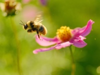 花と虫は騙し合う！その不思議で奥深い関係とは？（＊画像はイメージです）