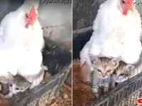 鶏のお母さん「うちの子たちに構わないで！」と、3匹の子猫の面倒を見る
