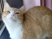 【まるで広瀬すず】美しすぎる猫の登場にツイッター騒然！　「美少女感がすごい！」「美人すぎる……！」と悶絶する人続出