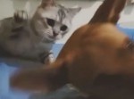 【機嫌悪いの？】猫、寝ている犬にくらわせる！