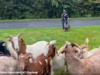 さすがジャーマンシェパードさんやで。警察犬が道路をふさいでいたヤギを追い元の場所に戻すお仕事