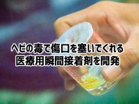 ヘビの猛毒から傷口をすぐにふさいでくれる医療用の瞬間接着剤が開発される