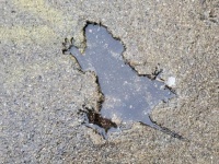 ネズミ？リス？小動物がコンクリートに残した体の跡を保存する会が発足。観光名所に
