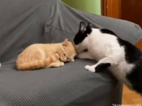 3本脚となった子猫を弟分として受け入れ、誰よりもかわいがる猫