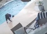 ワンコの友情！　プールで溺れている友達を、自ら飛び込んで助ける！
