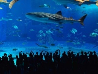 ジンベイザメの寿命は約130歳。世界で最も長生きする海洋生物の一種である
