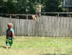 フェンス越しに遊ぶ小さな子供と犬のキャッチボールが微笑ましすぎる・・・！