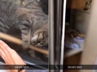 グッジョブキャット！家に入れない飼い主を助ける為、木の棒でロックされたガラス窓を開けるお手柄猫