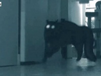だってハロウィンだから！魔性の本性が出ちゃう猫、カニ走りで廊下を跳ね回る