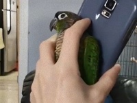 インコのカーリーさん、スマホを持つ飼い主さんの手のひらにすっぽり