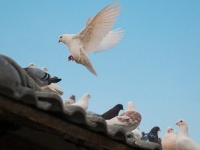 「鳥のフン」が落ちてくる意外な意味