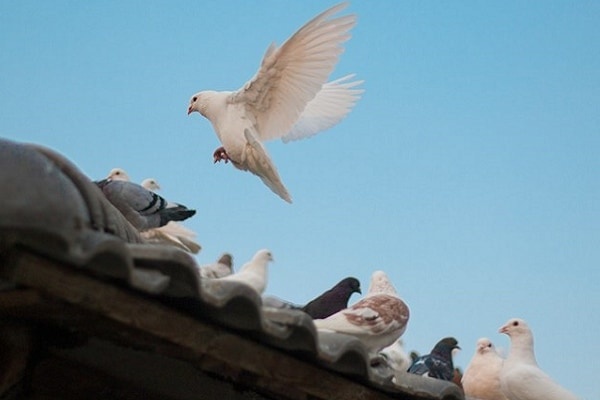 「鳥のフン」が落ちてくる意外な意味