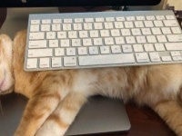 何とかしてキーボードを奪還したい！パソコンの邪魔をしに来る猫との攻防戦に挑む飼い主たち