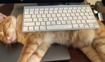 何とかしてキーボードを奪還したい！パソコンの邪魔をしに来る猫との攻防戦に挑む飼い主たち