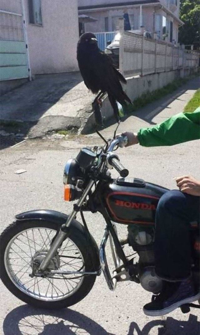 crowsnanimals12_e