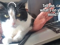 猫あるある？「現在読み込み中」で動きが止まってしまう件について