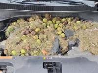 開けてびっくり！車のボンネットの中にリスが大量に食料を備蓄していた件（アメリカ）