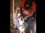 お上手！　ご主人さまを背中に乗せてバイクのモノマネをするワンちゃん！