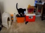寒い冬、猫に靴下を履かせてみたらこうなった…