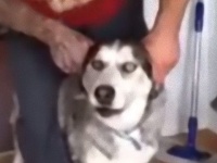 バイクになりきるハスキー犬とノリノリの飼い主