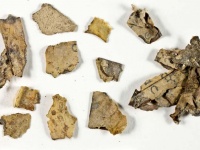 イスラエルの砂漠にある恐怖の洞窟で「死海文書」の断片を発見